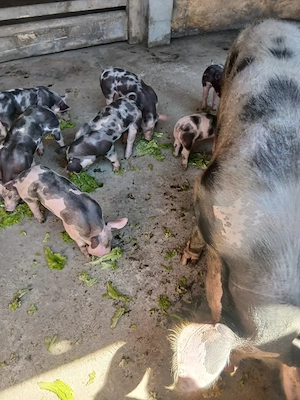 Pucei pietrea belgian pur de vanzare 8 bucati - imagine 3