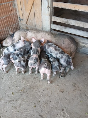 Pucei pietrea belgian pur de vanzare 8 bucati - imagine 4