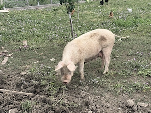 Porci de vanzare - imagine 2