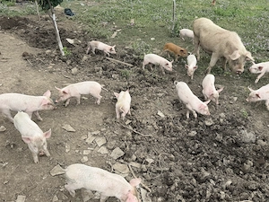 Porci de vanzare - imagine 5