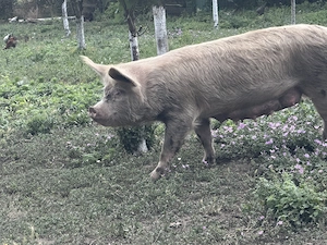 Porci de vanzare - imagine 4