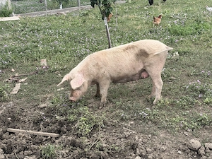 Porci de vanzare