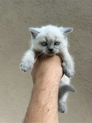 British Shorthair 