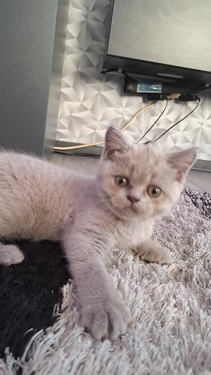 Vând puiuți pisică rasa British&Scottish Lilac de 10 săptămâni - imagine 4