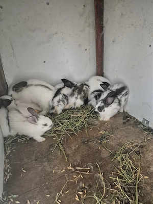 disponibili iepuri de rasa 