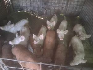 purcei de vânzare 