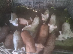purcei de vânzare 