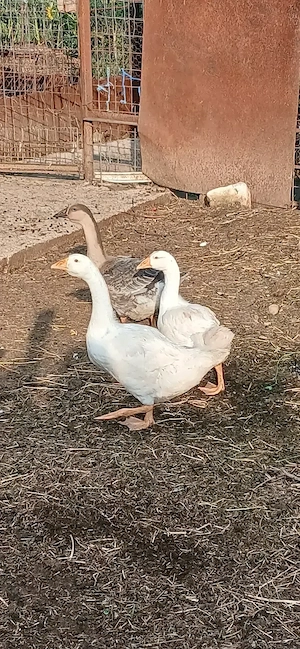 Boboci de gâsca 