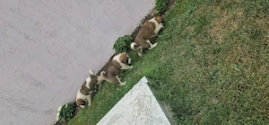  Pui Saint Bernard  - imagine 2