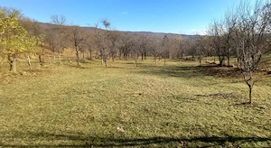 Livada cu pomi fructiferi