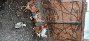 Cocoși tineri 2026
