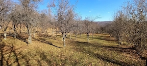 Livada cu pomi fructiferi - imagine 3