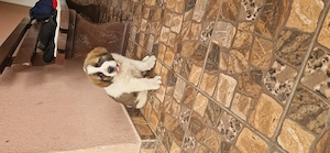  Pui Saint Bernard  - imagine 4