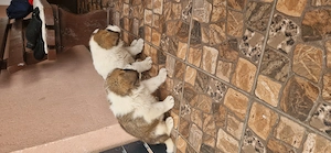  Pui Saint Bernard  - imagine 5