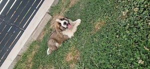  Pui Saint Bernard  - imagine 3