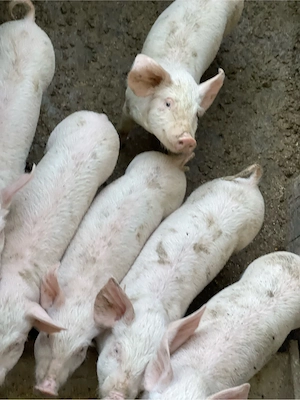 vand porci - imagine 3