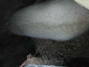 Porc 250 kg,marele alb - imagine 3