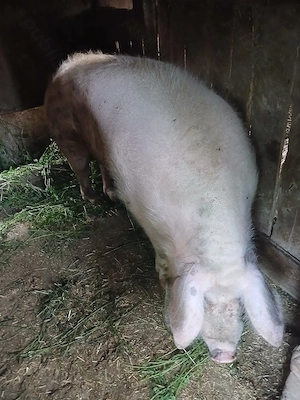 Porc 250 kg,marele alb