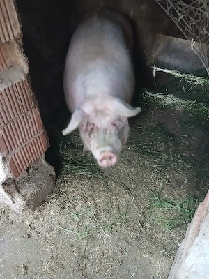 Porc 250 kg,marele alb - imagine 2