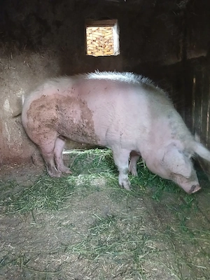 Porc 250 kg,marele alb - imagine 5
