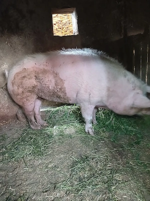 Porc 250 kg,marele alb - imagine 4