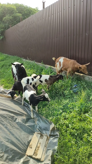 vând capre la pachet cu tot cu iezi!