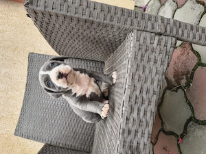 Cățel Amstaff Blue rasa pura - imagine 4