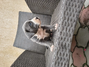Cățel Amstaff Blue rasa pura - imagine 2