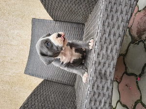 Cățel Amstaff Blue rasa pura