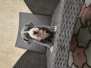 Cățel Amstaff Blue rasa pura - imagine 3