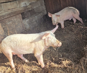 Porci de vanzare  - imagine 2