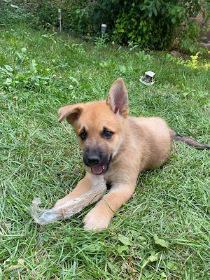 Căței husky malinois