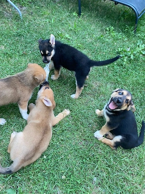 Căței husky malinois