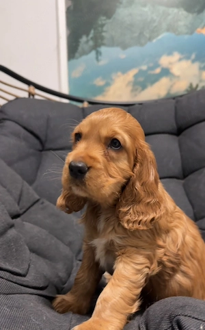 Cocker Spaniel roscat  - imagine 2