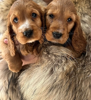 Cocker Spaniel roscat  - imagine 3
