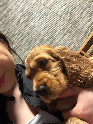 Cocker Spaniel roscat  - imagine 4