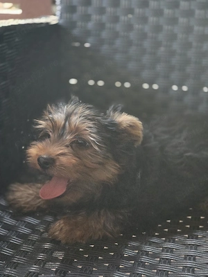 yorkshire terrier