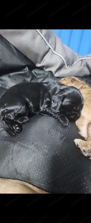 Cocker Spaniel baiat superb - imagine 2