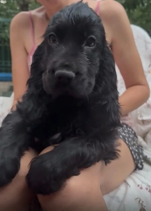 Cocker Spaniel baiat superb