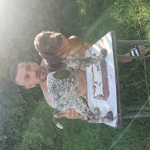 Brac german de vănzare