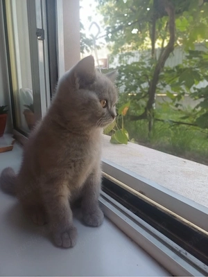 Pui British Shorthair - imagine 4