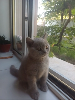 Pui British Shorthair - imagine 5