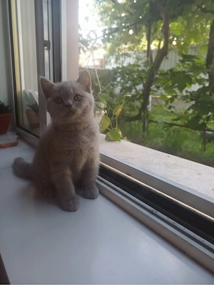 Pui British Shorthair - imagine 3