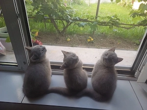 Pui British Shorthair - imagine 2