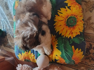 Vând pui de Shih Tzu  - imagine 3