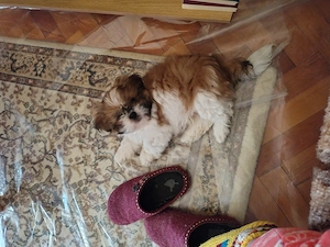Vând pui de Shih Tzu  - imagine 2