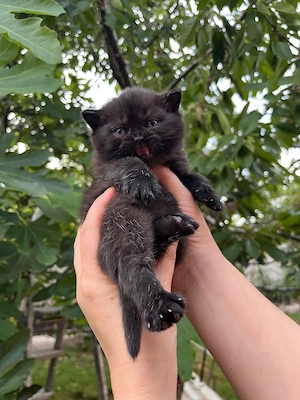 British shorthair black  - imagine 5