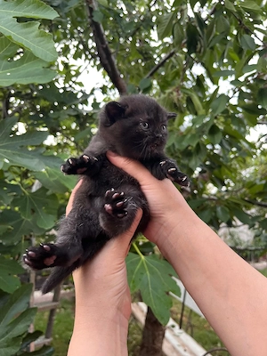 British shorthair black  - imagine 4