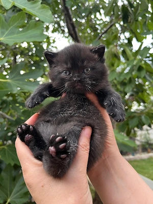 British shorthair black  - imagine 2