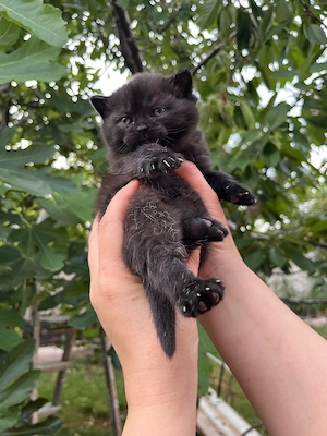 British shorthair black  - imagine 3